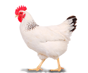 chicken_facts-slider_0